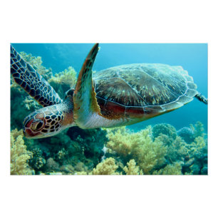 Poster Tortue verte de mer nage dans la mer Rouge