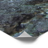 Poster Tortue verte Gili (Coin)