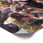 Poster Tortue verte Gili (Coin)