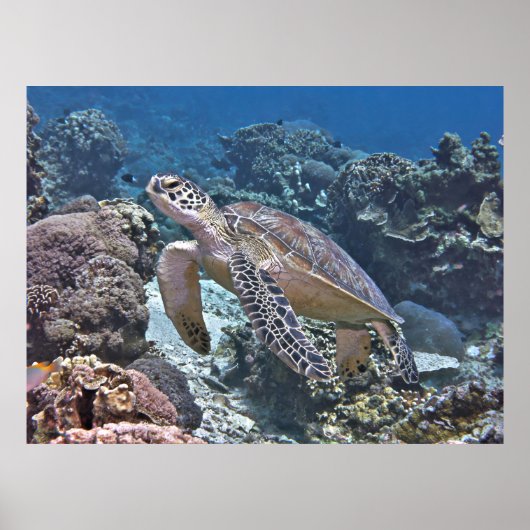 Poster Tortue verte Gili (Devant)
