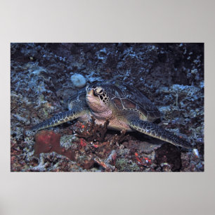 Poster Tortue verte Gili