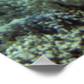 Poster Tortue verte hawaïenne (Coin)