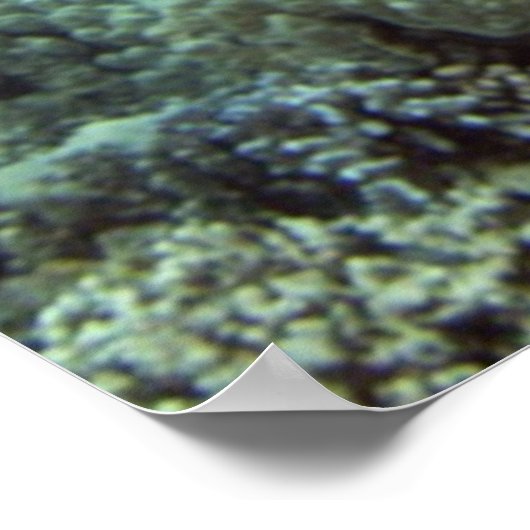 Poster Tortue verte hawaïenne (Coin)