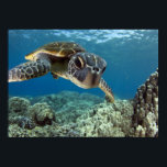 Poster Tortue verte hawaïenne<br><div class="desc">Une tortue de mer verte hawaïenne étudie son reflet dans mon port de dôme. © et ® Bigstock® - Tous droits réservés.</div>