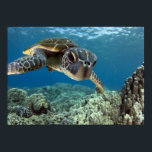 Poster Tortue verte hawaïenne<br><div class="desc">Une tortue de mer verte hawaïenne étudie son reflet dans mon port de dôme. © et ® Bigstock® - Tous droits réservés.</div>