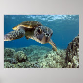 Poster Tortue verte hawaïenne (Devant)