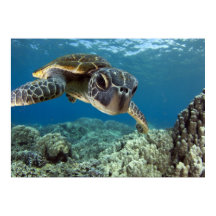 Tortue verte hawaïenne