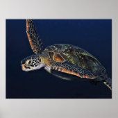 Poster Tortue verte juvénile (Devant)
