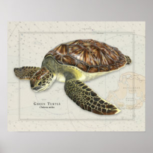 Poster Tortue verte sur carte marine