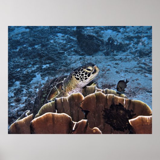 Poster Tortue verte sur le corail (Devant)
