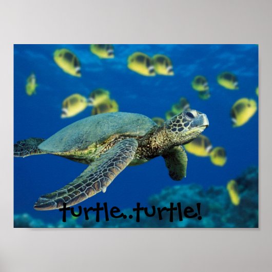 Poster Tortue verte, tortue... tortue ! (Devant)