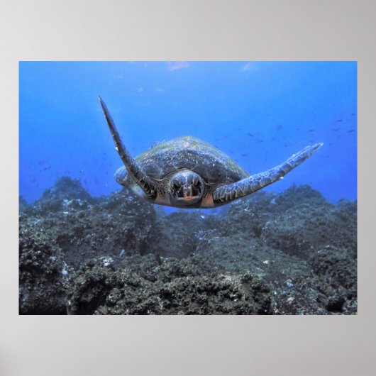 Poster Tortue volante (Devant)