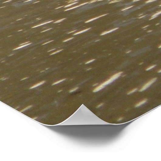 Poster Tortues (Coin)