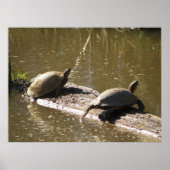 Poster Tortues (Devant)