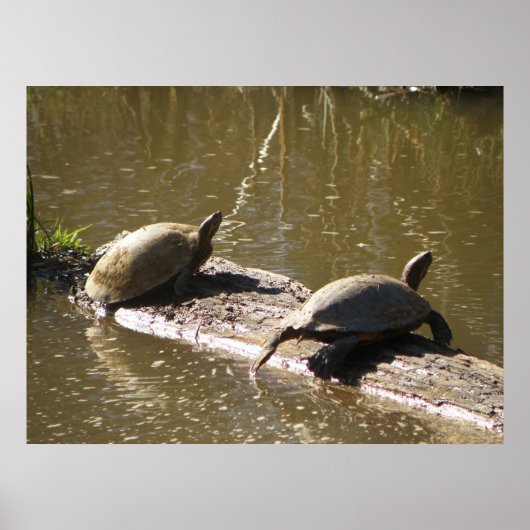 Poster Tortues (Devant)