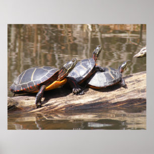 Poster Tortues Assis Sur L'Affiche De Journal