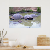 Poster Tortues dans la boue (Cuisine)