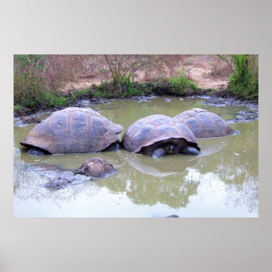 Poster Tortues dans la boue (Devant)