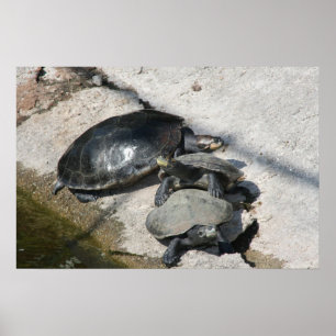 Poster Tortues de glisseur dans une photo de rangée