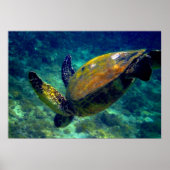 Poster Tortues de mer vertes (Devant)