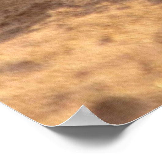 Poster Tortues marines (Coin)