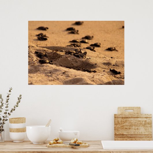 Poster Tortues marines (Cuisine)