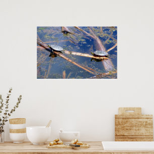 Poster Tortues peintes (Chrysemys picta)