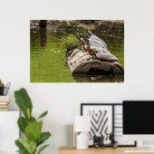 Poster Tortues Peintes Se Soldant Dans Un Étang (Bureau à domicile)