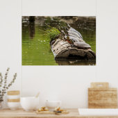 Poster Tortues Peintes Se Soldant Dans Un Étang (Cuisine)