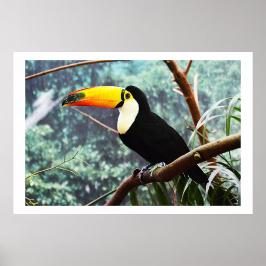 Poster Toucan (Devant)