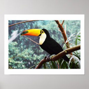 Poster Toucan