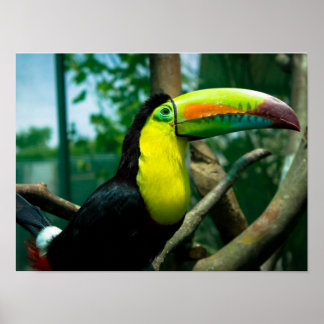 Poster Toucan