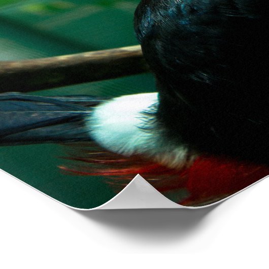 Poster Toucan (Coin)
