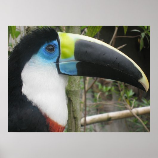 Poster Toucan (Devant)