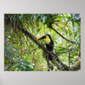 Poster Toucan (Devant)