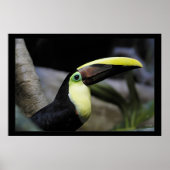 Poster Toucan (Devant)