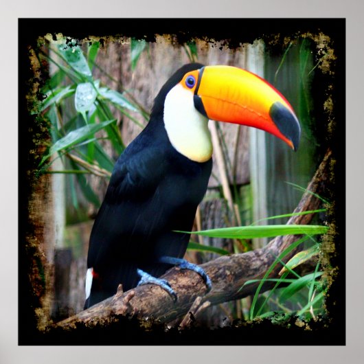 Poster Toucan 5A (Devant)