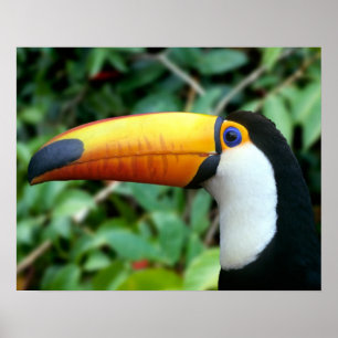 Poster Toucan à bec jaune