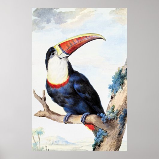 Poster Toucan à bec rouge,  (Devant)