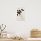 Poster Toucan au soufre et à la poitrine blanche, XIXe si (Cuisine)