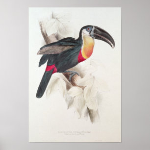 Poster Toucan au soufre et à la poitrine blanche, XIXe si