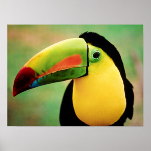 Poster Toucan Bird Wild Nature Photographie colorée