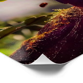 POSTER TOUCAN DE LA FORÊT TROPICALE (Coin)