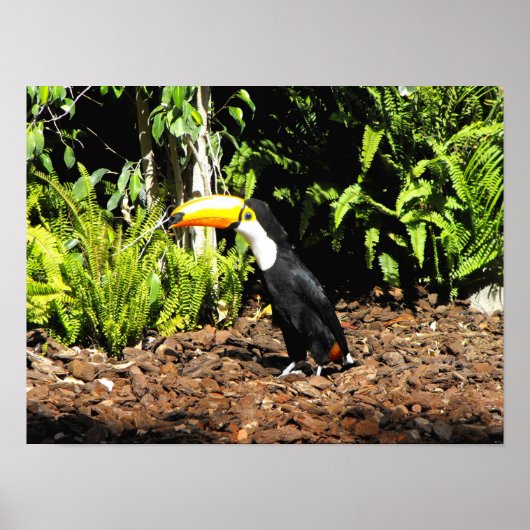 Poster Toucan en Espagne (Devant)