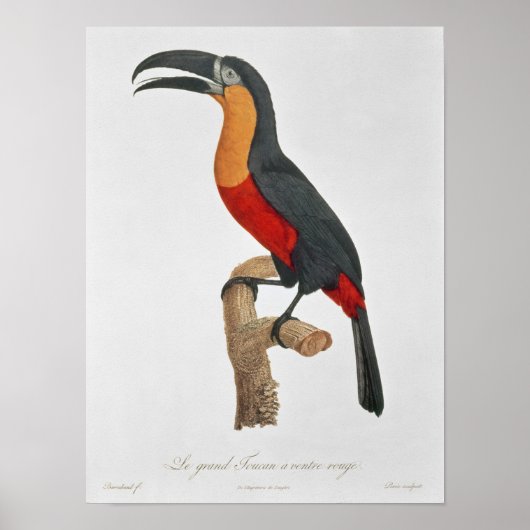 Poster Toucan : Grande ceinture rouge de Jacques Barraban (Devant)