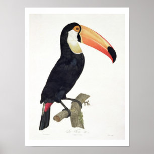 Poster Toucan No.2, de la 'histoire des oiseaux de