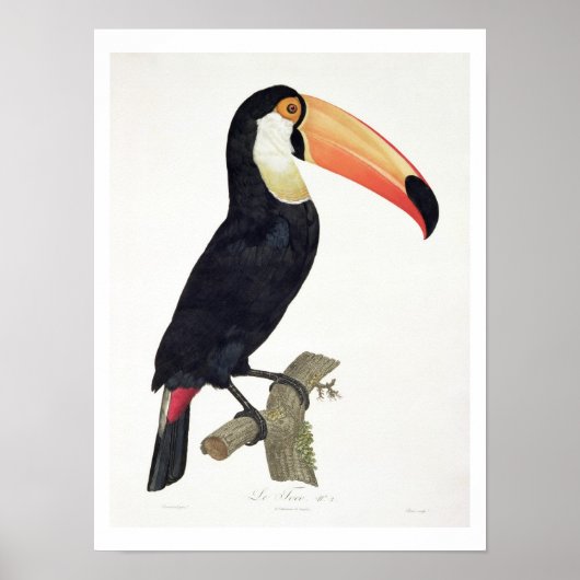 Poster Toucan No.2, from 'History of the Birds of Paradis (Devant)
