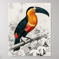 Toucan Ramphastos Illustration Art Vintage Imprime