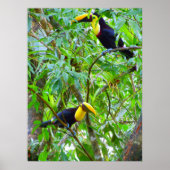 Poster Toucans (Devant)