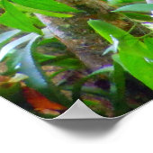 Poster Toucans (Coin)